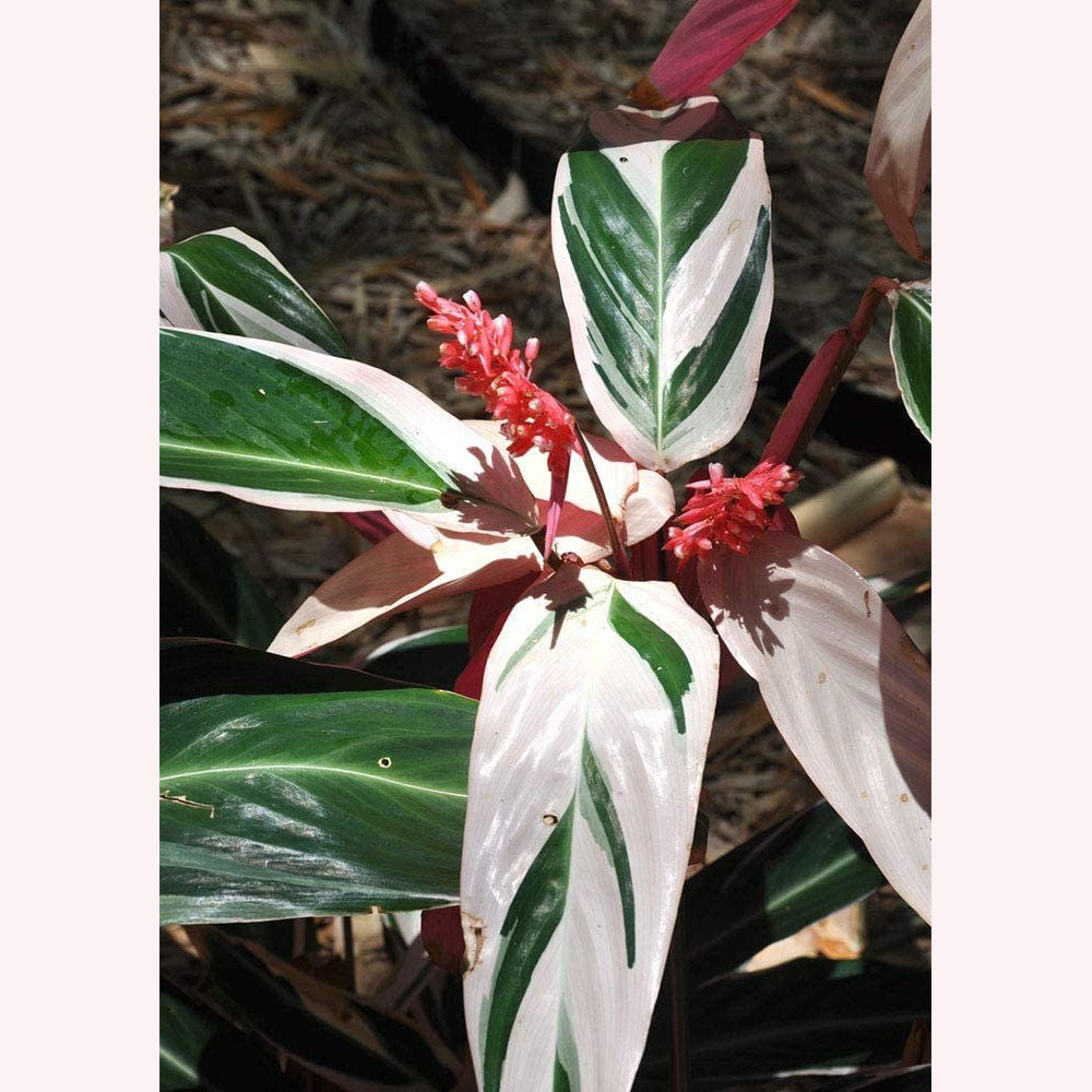 Stromanthe Trio Star leaves.