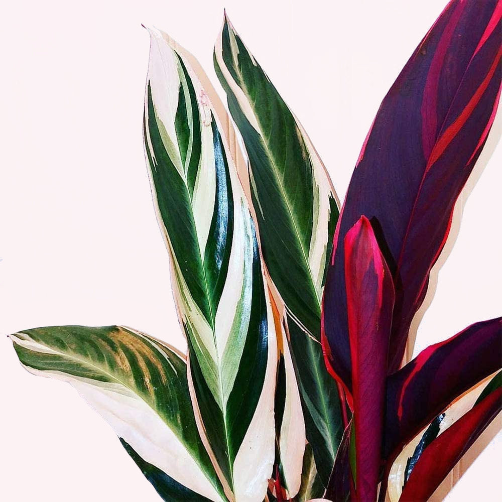 Stromanthe Trio Star leaves.