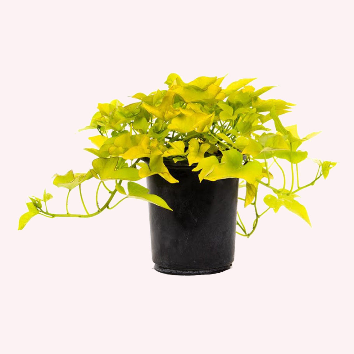 Sweet Potato Vine in a 6" pot.