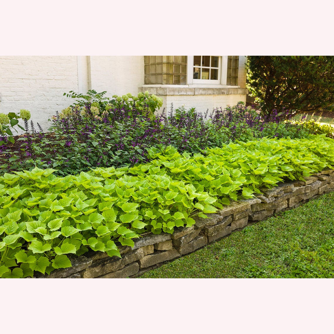 Sweet Potato Vine in a yard.