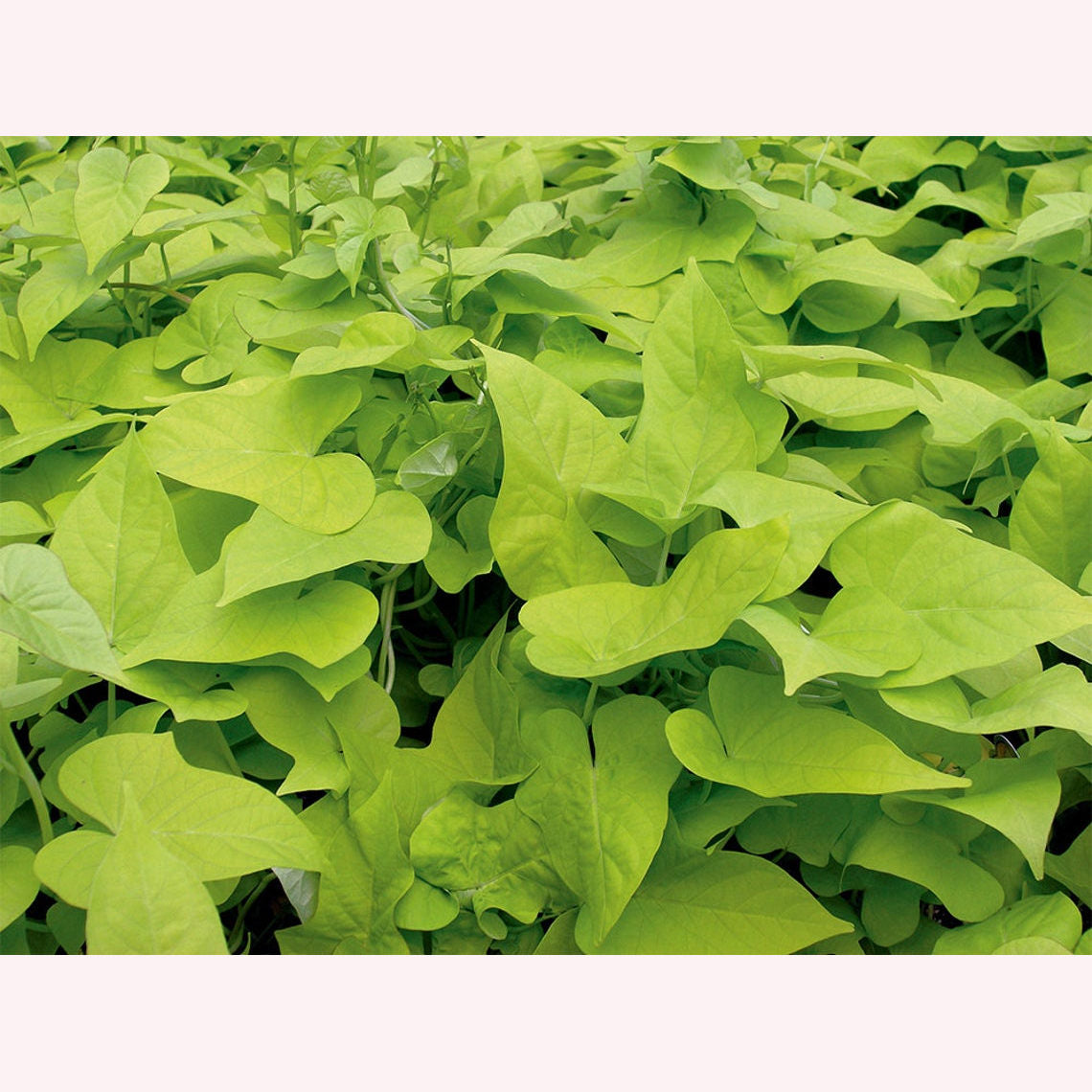 Sweet Potato Vine leaves.