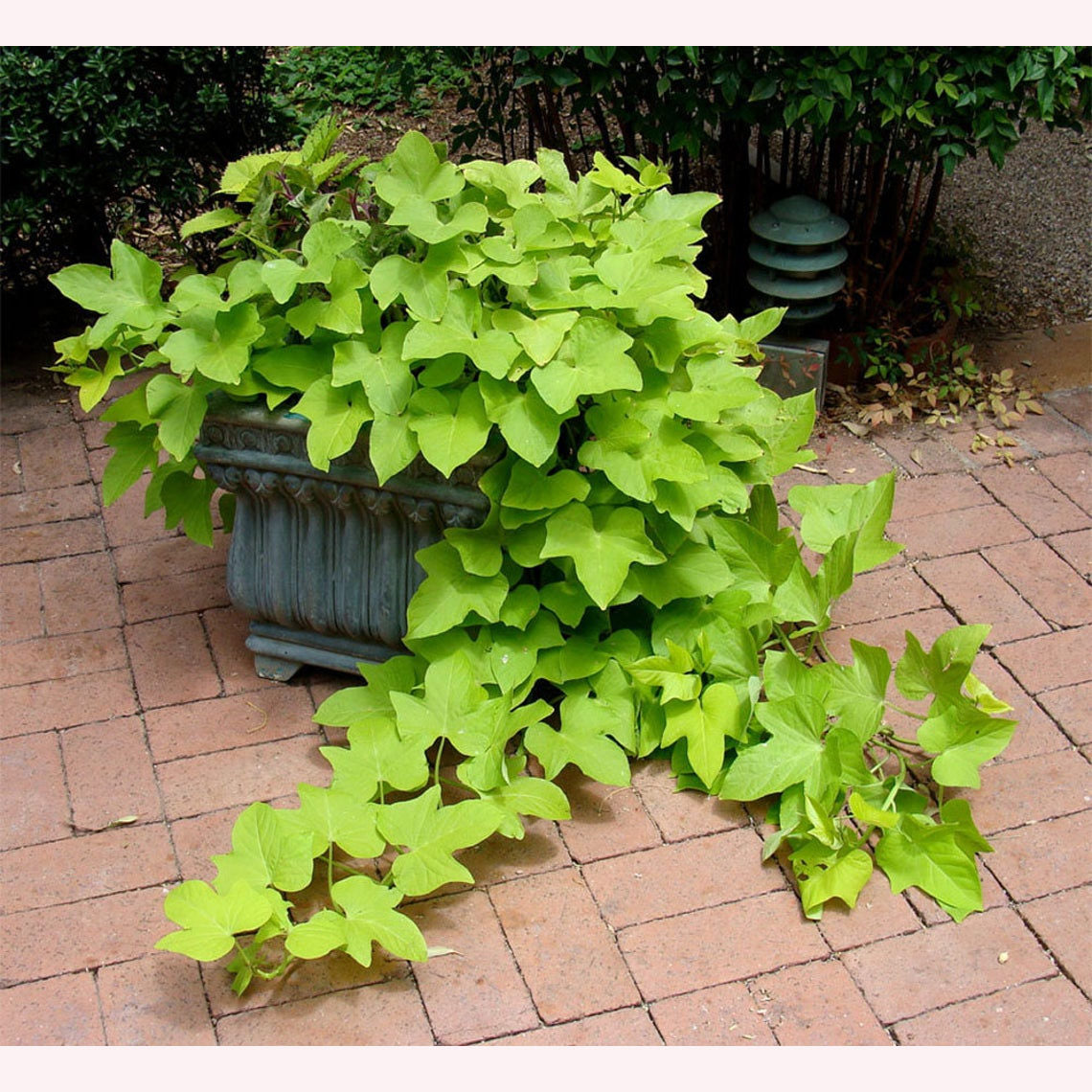 Sweet Potato Vine in a planter.