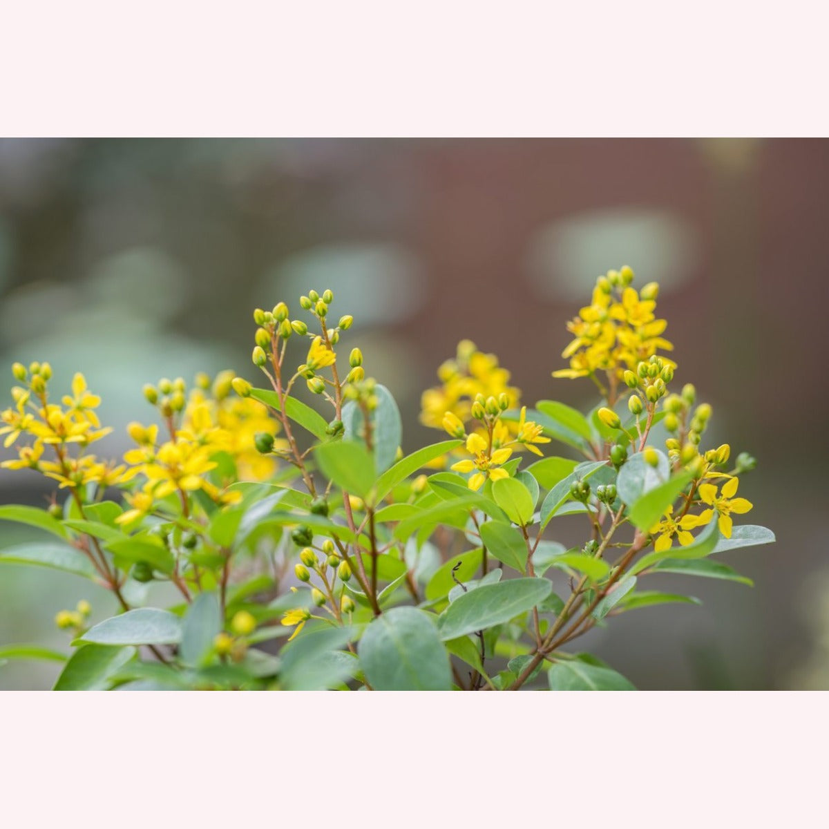 Golden Thryallis blooms.