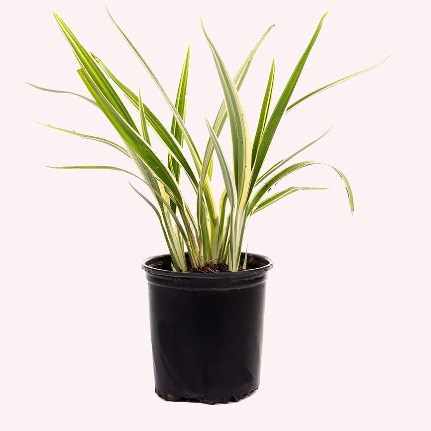 Variegated Flax Lily in a 6" pot.