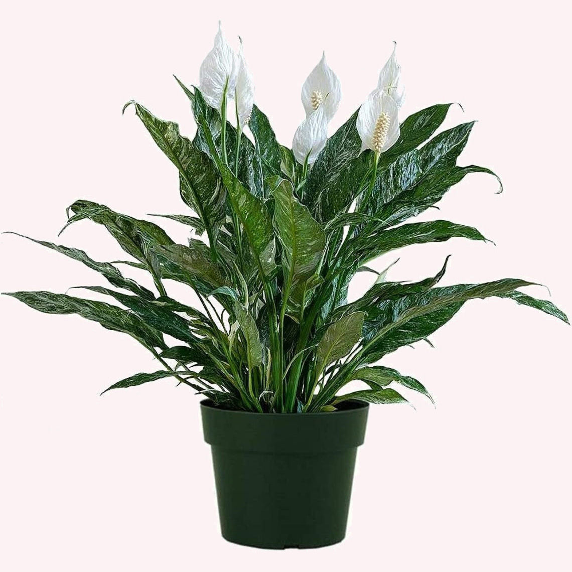 peace lily with striped leaves Variegated Spathiphyllum Domino Peace Lily, 6" Pot