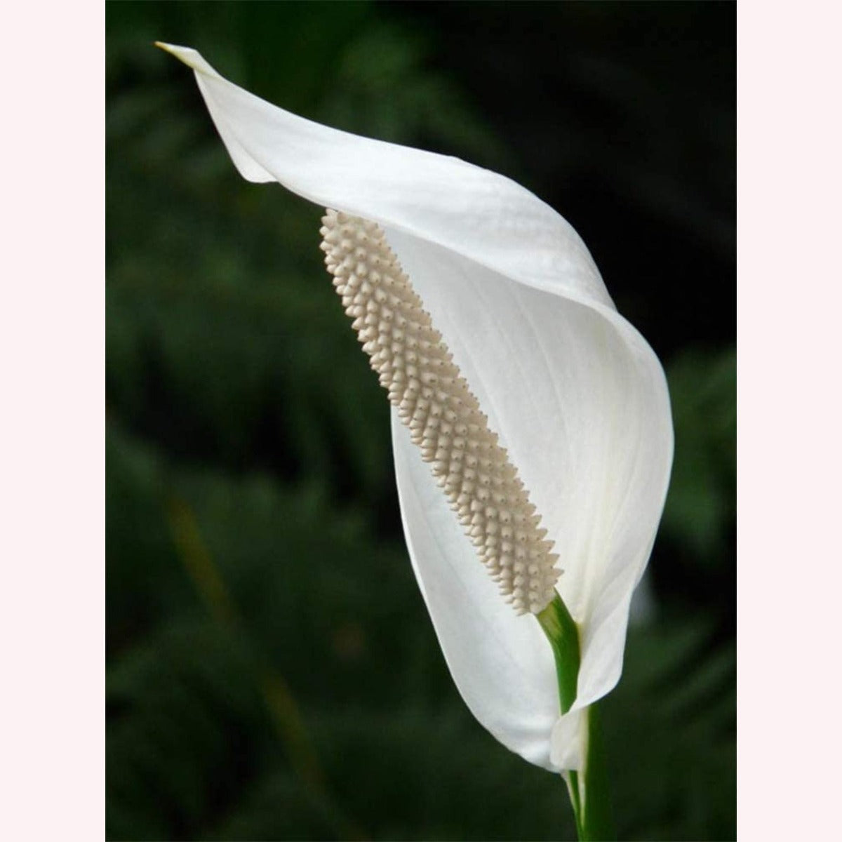 Variegated Spathiphyllum Domino Peace Lily, 6" Pot
