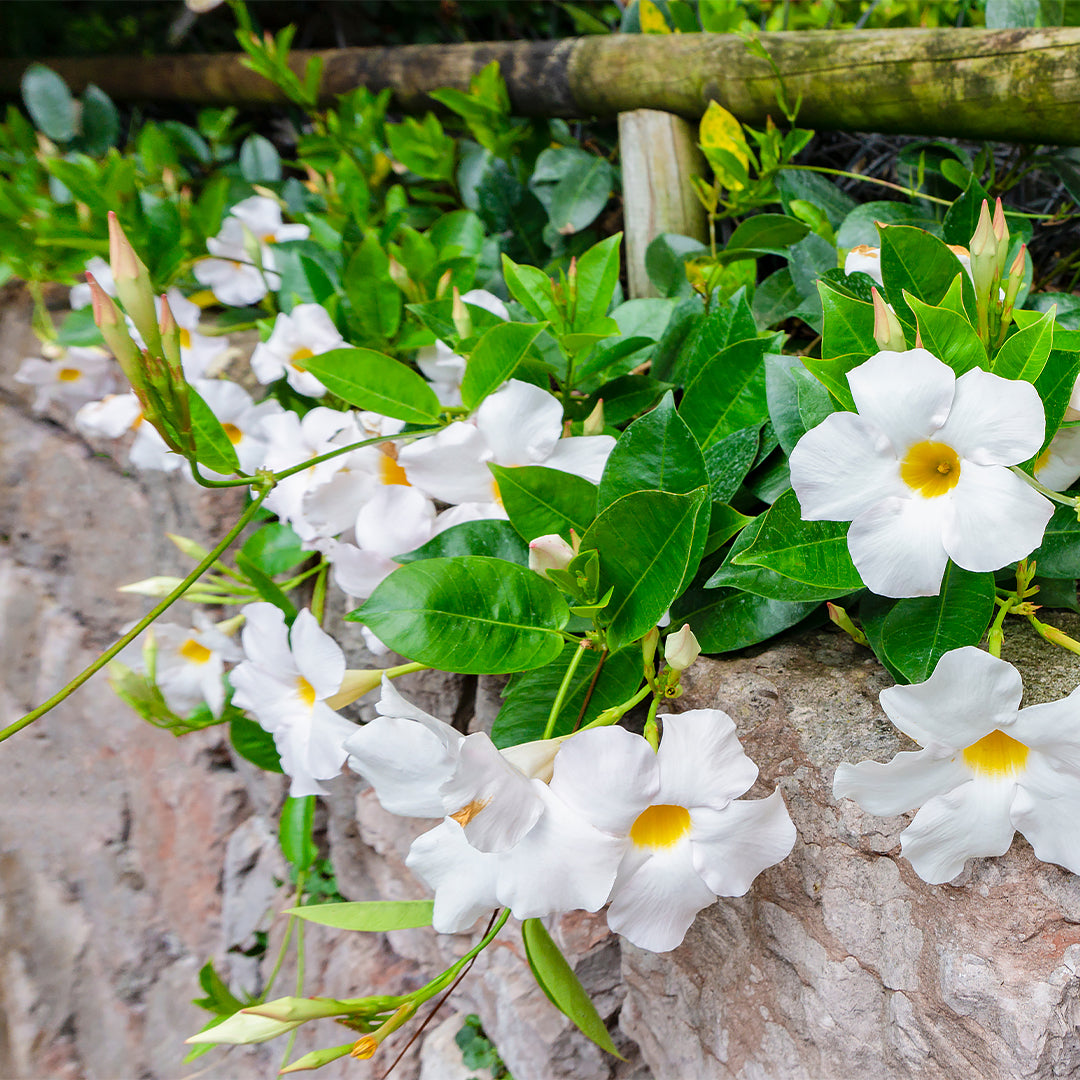 Dipladenia Mandevilla White, 6" Pot, White Flowers