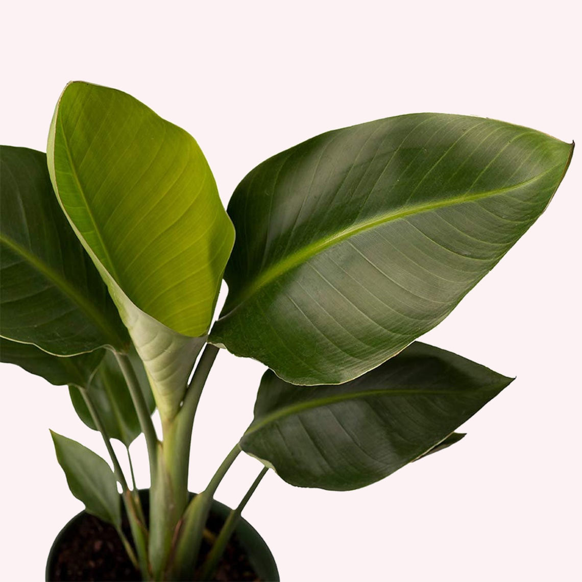 White Bird of Paradise, 6" Pot