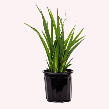 White African Iris in a 6" pot.