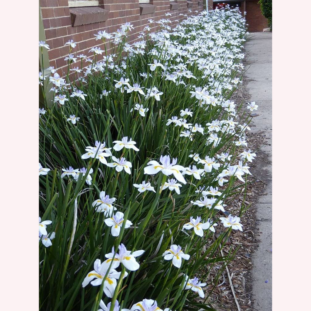 White African Iris blooms.