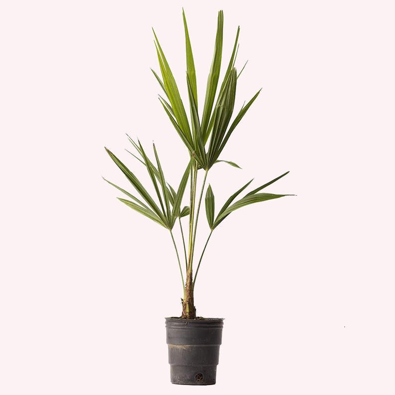 Windmill Palm Trees , 3 Pack 4" Pots