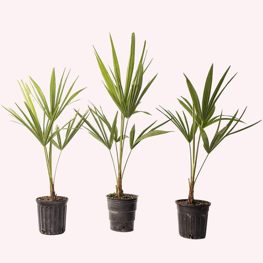 Windmill Palm Trees , 3 Pack 4" Pots