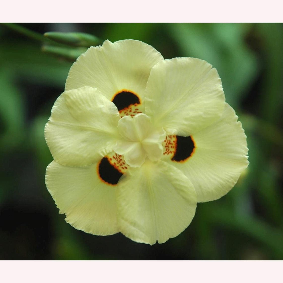 Yellow African Iris Butterfly Lily flower.