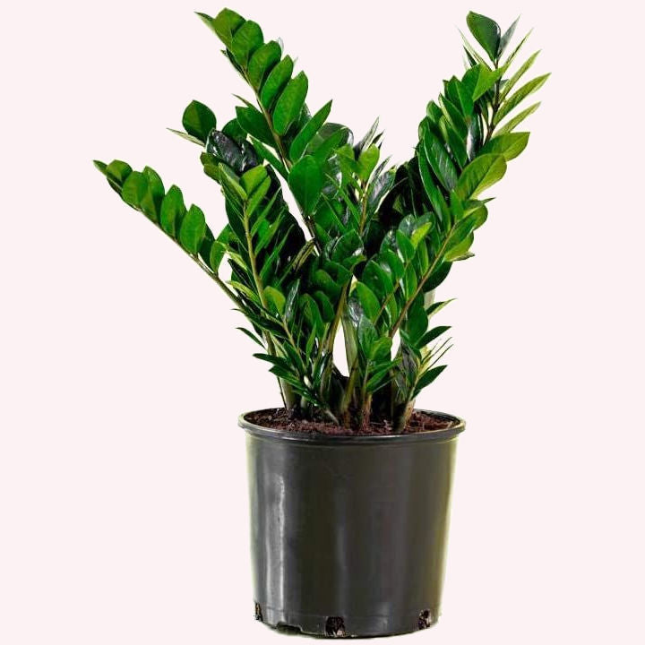 ZZ Plant Zanzibar Gem