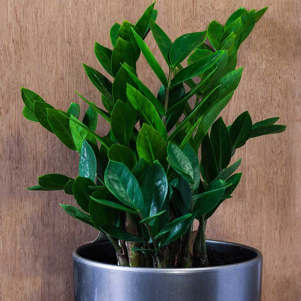 ZZ Plant Zanzibar Gem