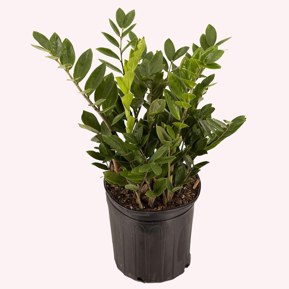 ZZ Plant Zanzibar Gem