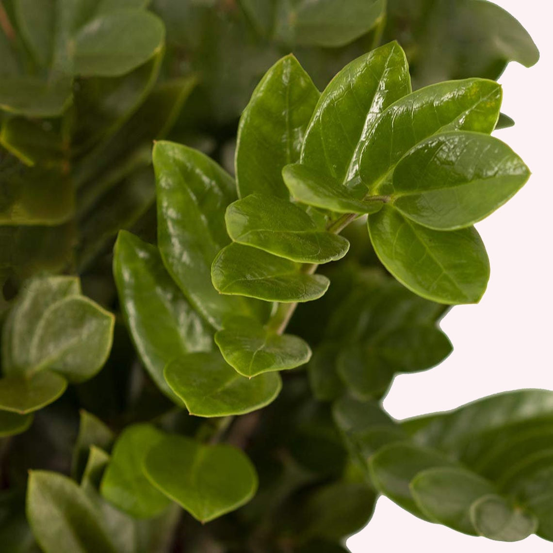 ZZ Plant Zanzibar Gem leaves