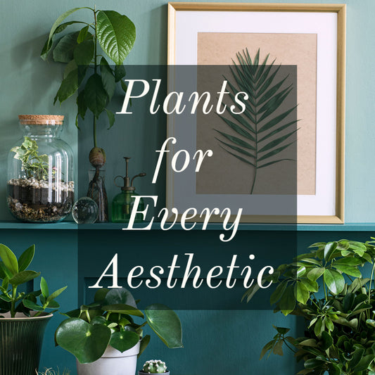 Plants For Every Aesthetic