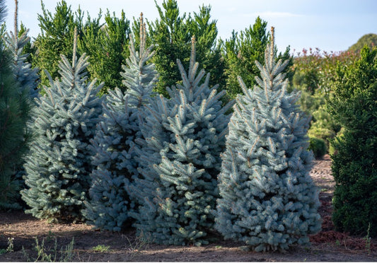 Colorado Blue Spruce Planting Guide