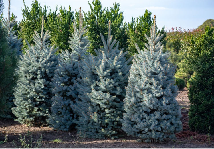 Colorado Blue Spruce Planting Guide AmericanPlantExchange