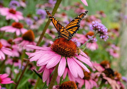 How to Plant a Garden that Attracts Butterflies and Other Pollinators