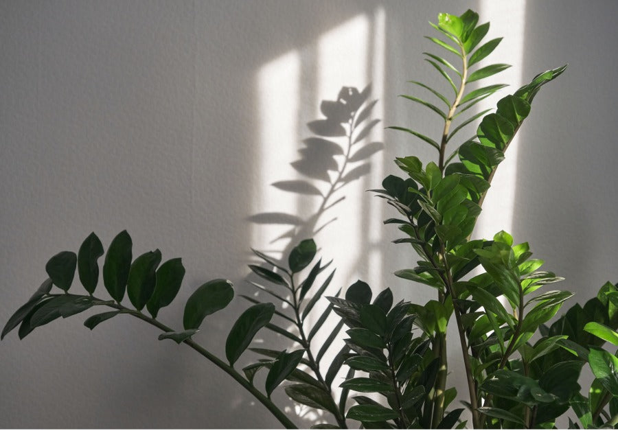 Title: Thriving in Shadows: Top Houseplants That Flourish in Low Light Conditions