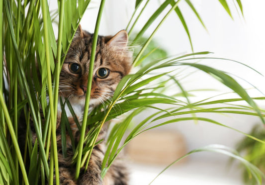 How to Keep Your Cats Out of Your Plants