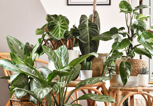 A Guide to Becoming a Plant Parent