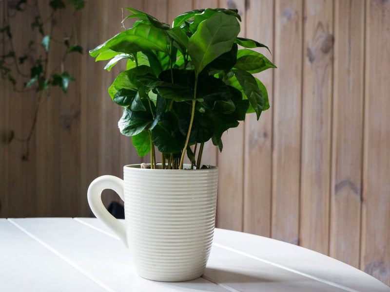 Why You Need an Arabica Coffee Plant
