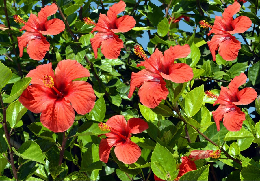 All About Hibiscus