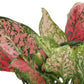 Aglaonema Hot Pink Wishes, 6" Pot