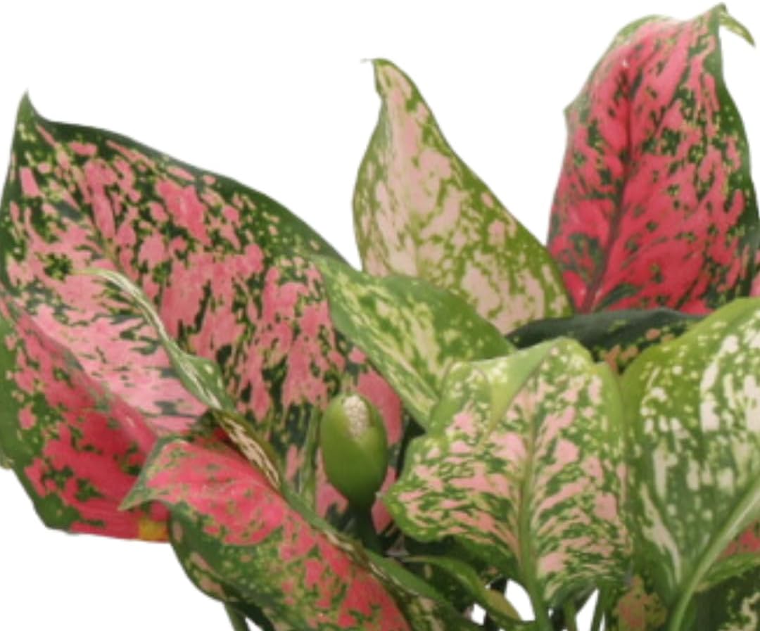 Aglaonema Hot Pink Wishes, 6" Pot