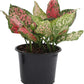 Aglaonema Hot Pink Wishes, 6" Pot