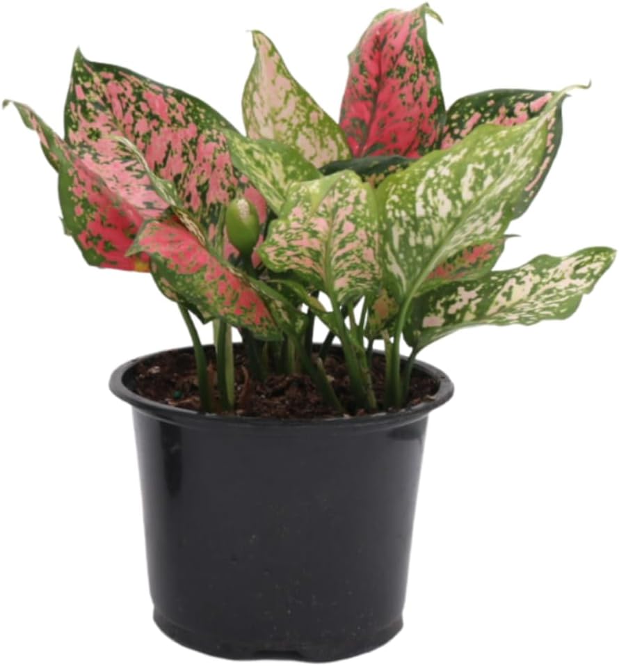 Aglaonema Hot Pink Wishes, 6" Pot