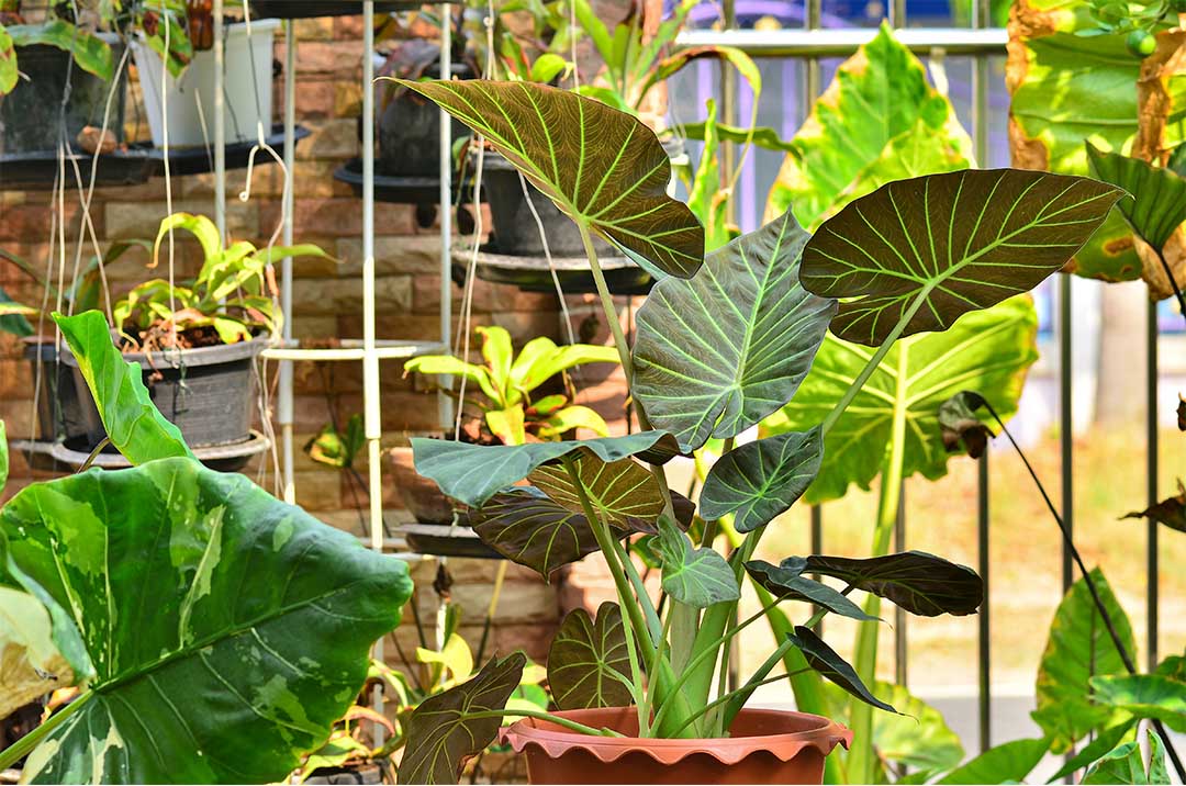 Alocasia Regal Shield, 8" Pot