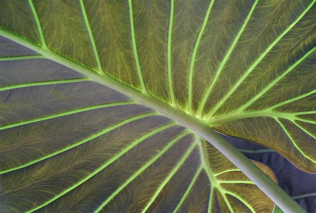 Alocasia Regal Shield, 8" Pot