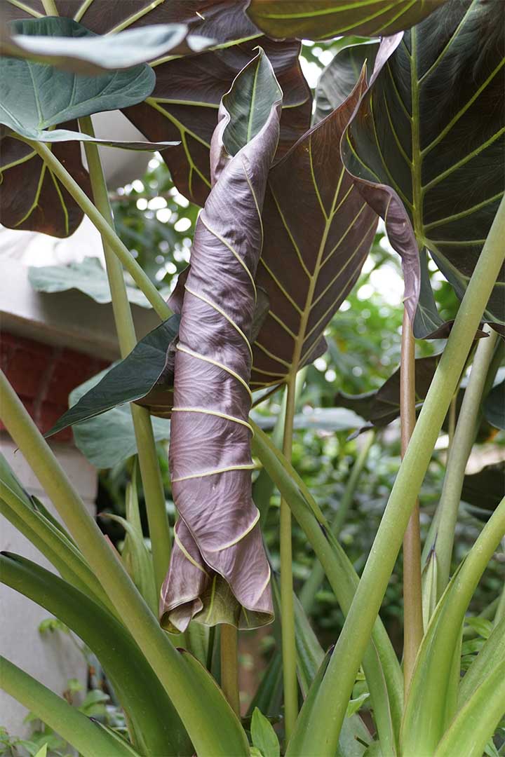 Alocasia Regal Shield, 8" Pot