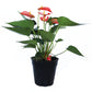 Peach Anthurium Flamingo Flower, 6-Inch Pot