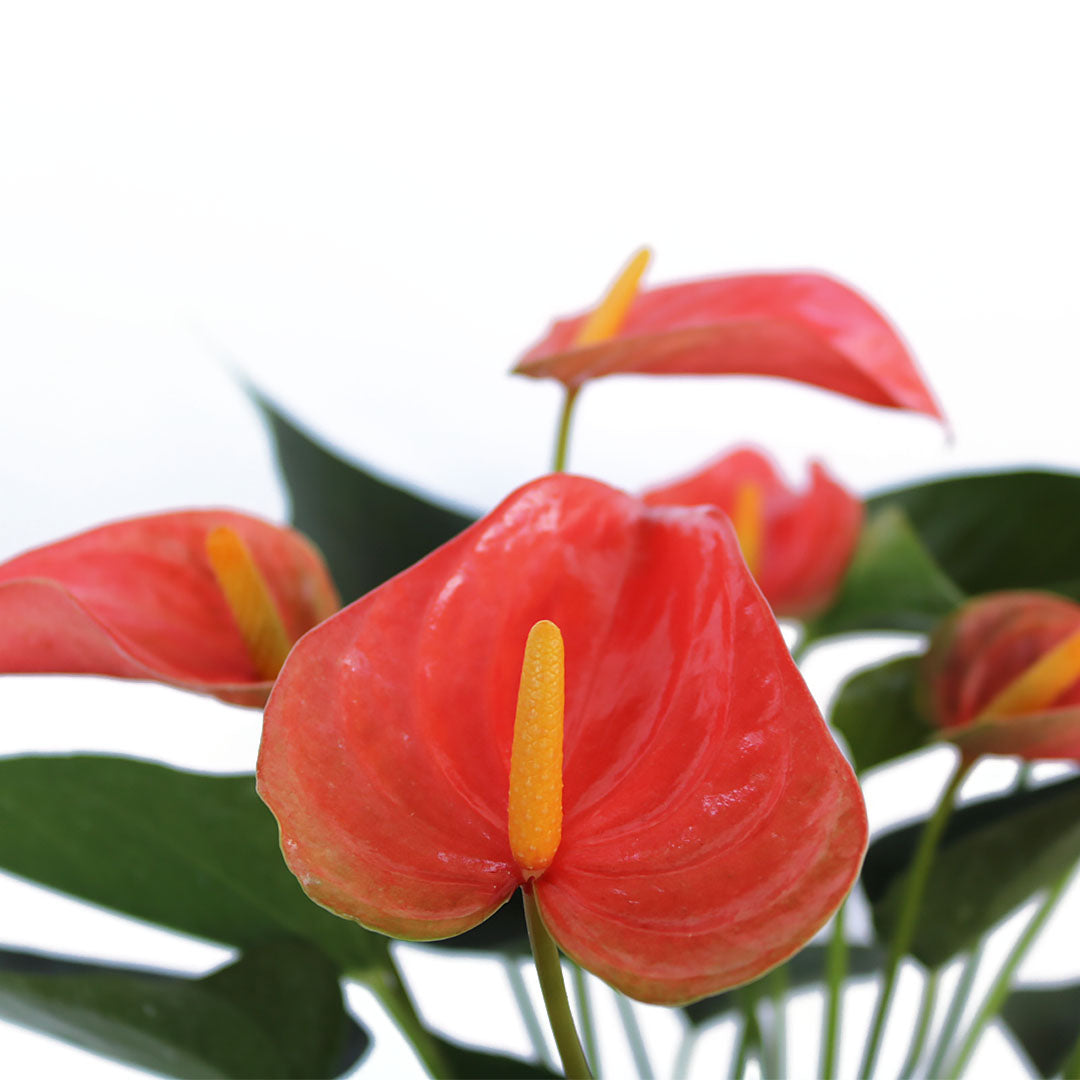 Peach Anthurium Flamingo Flower, 6-Inch Pot