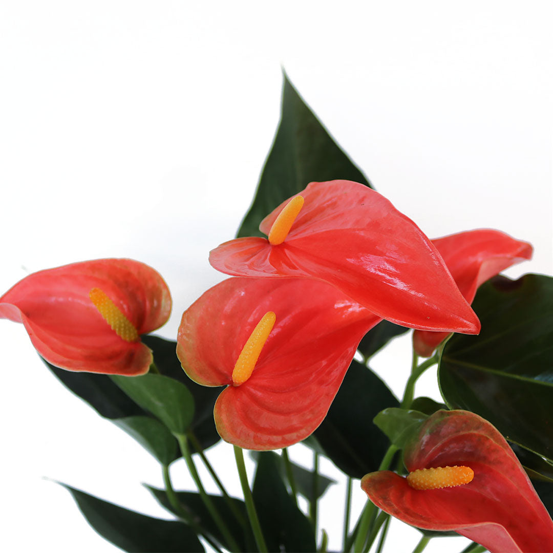 Peach Anthurium Flamingo Flower, 6-Inch Pot