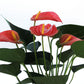 Peach Anthurium Flamingo Flower, 6-Inch Pot