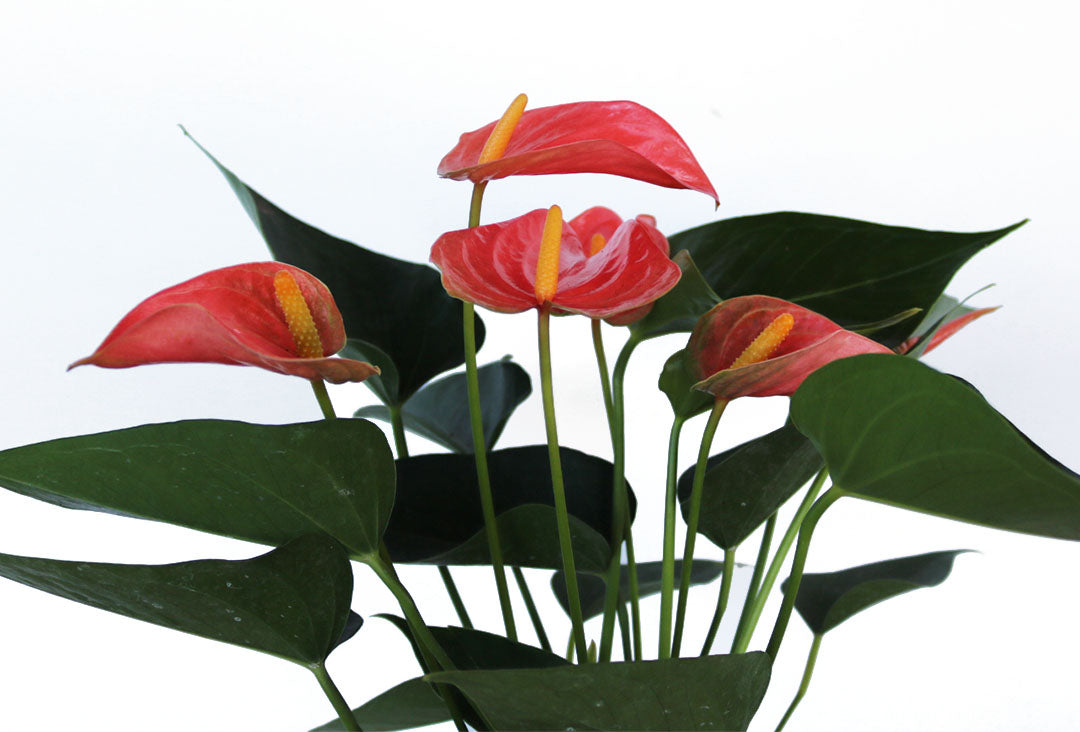 Peach Anthurium Flamingo Flower, 6-Inch Pot