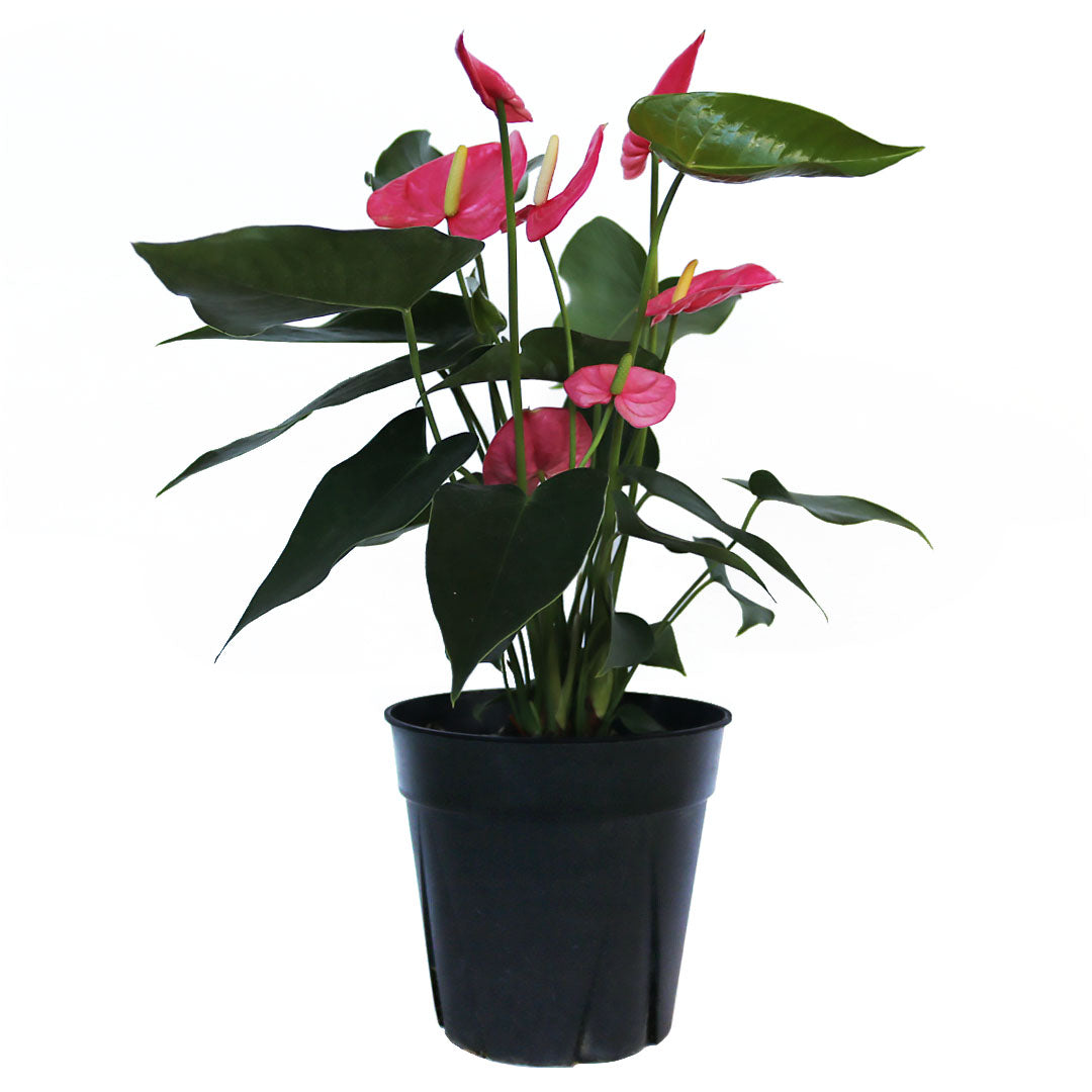 Pink Anthurium Flamingo Flower, 6-Inch Pot