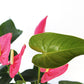 Pink Anthurium Flamingo Flower, 6-Inch Pot