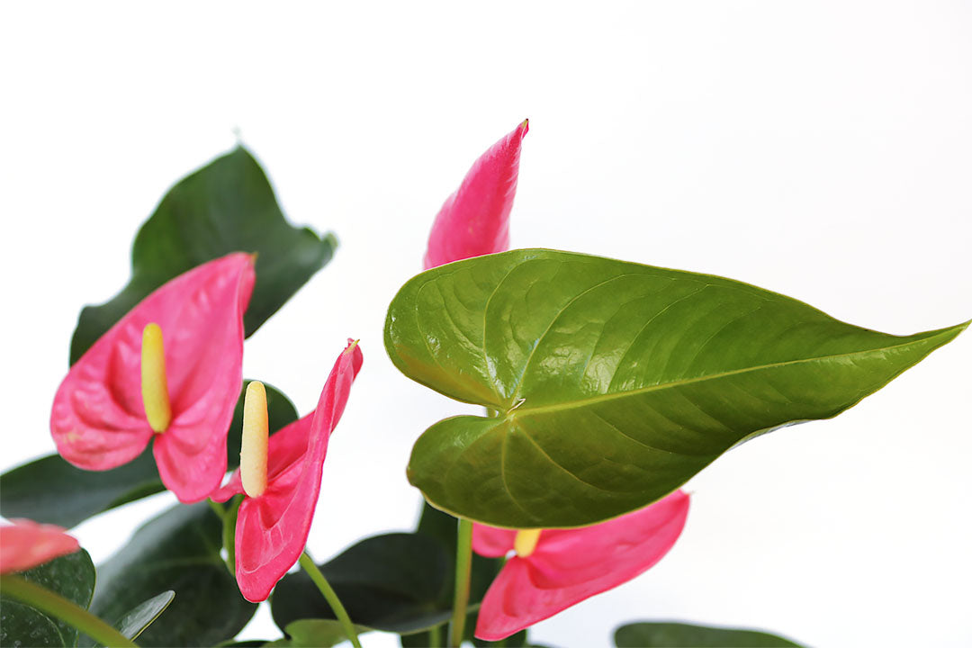 Pink Anthurium Flamingo Flower, 6-Inch Pot