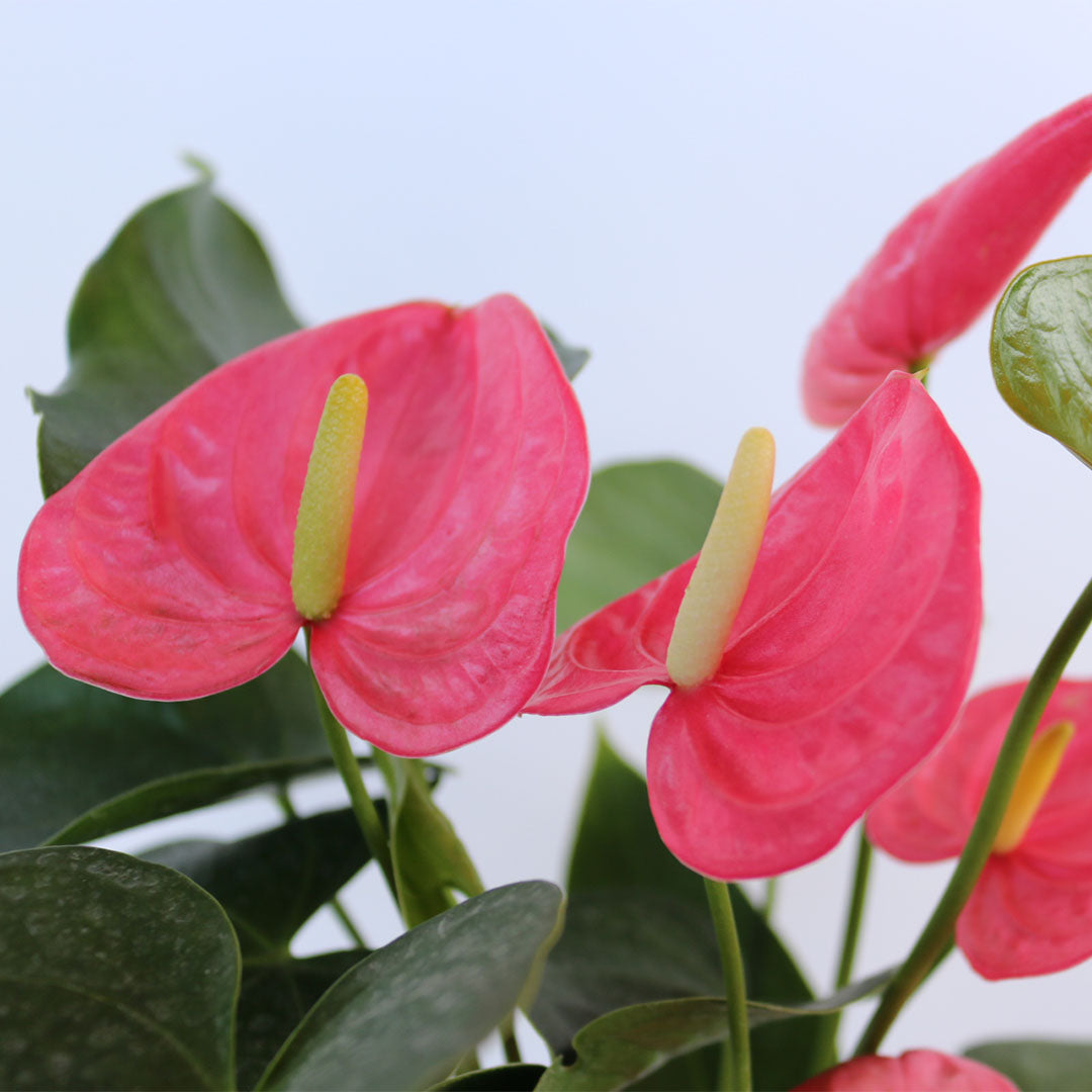 Pink Anthurium Flamingo Flower, 6-Inch Pot