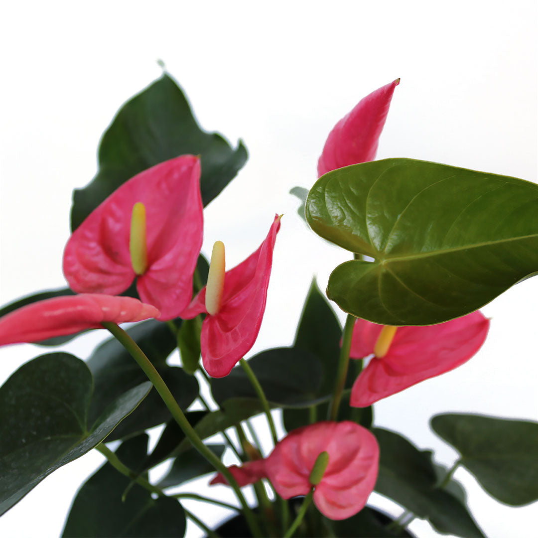 Pink Anthurium Flamingo Flower, 6-Inch Pot