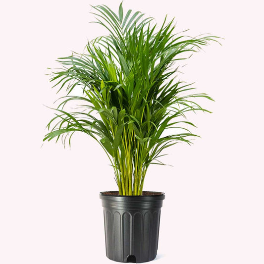 Areca Palm, 10" Pot