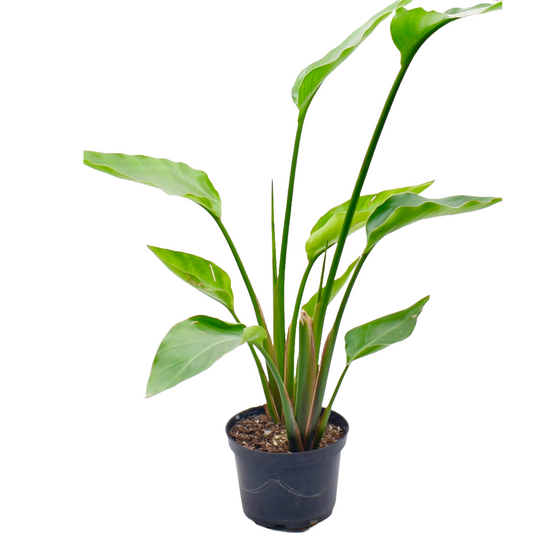 Orange Bird Of Paradise, 6" Pot