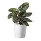 Calathea Ornata Pinstripe, 6" Pot with White Pot Cover